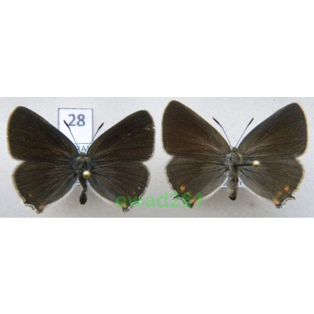 Satyrium acaciae (Fabricius, 1787) pair Ogończyk akacjowiec Czech28n
